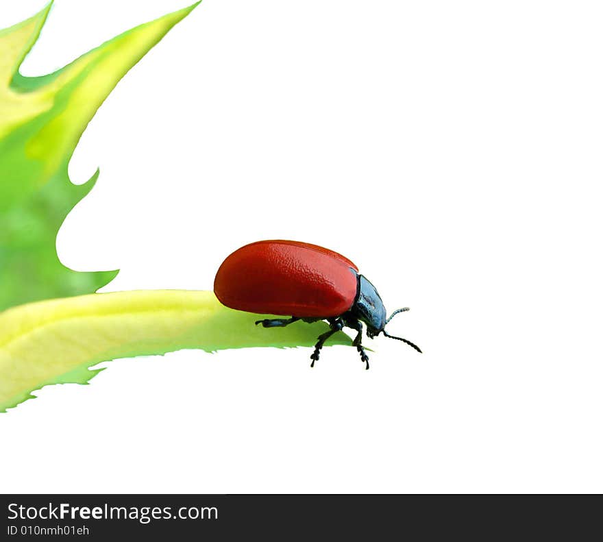 Red beetle on a green leaf isolated