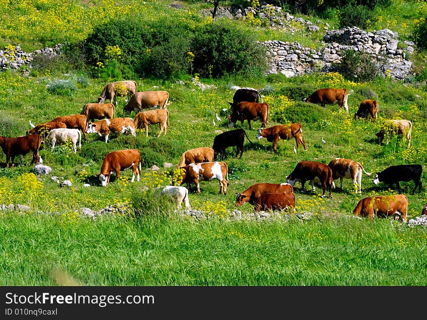 Grazing cattle in green field at spring