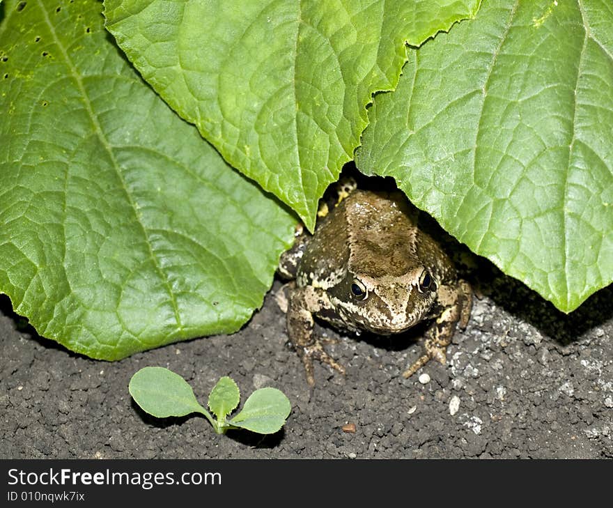 Frog