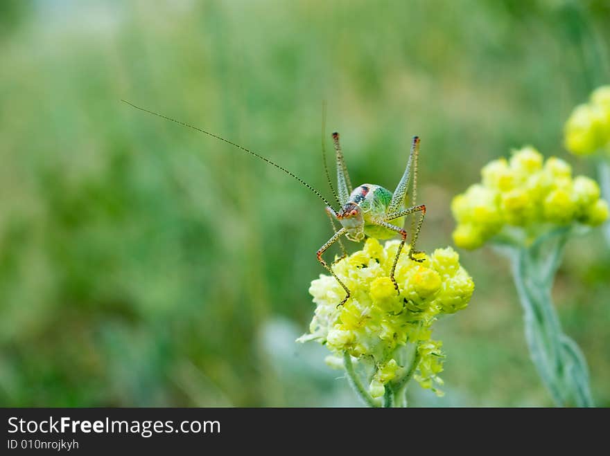 Close up of green grasshopper