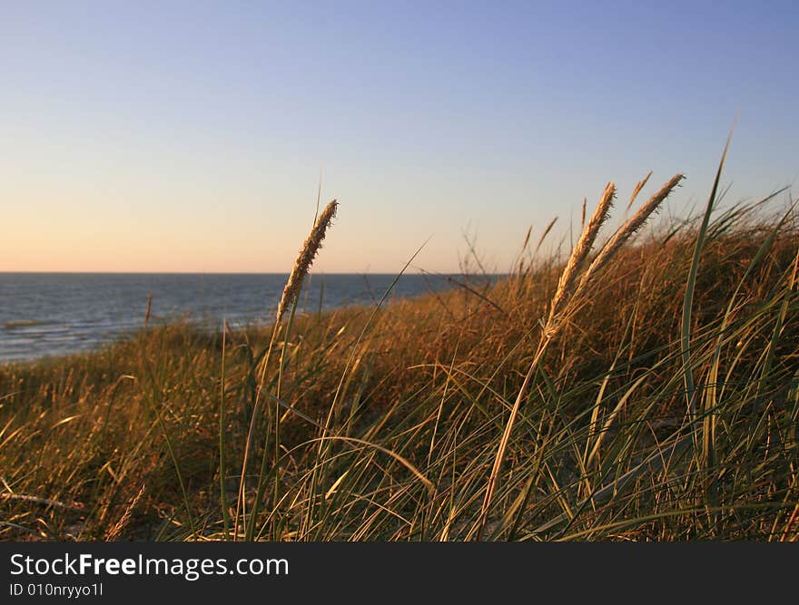 Golden grass along the beach at sunset