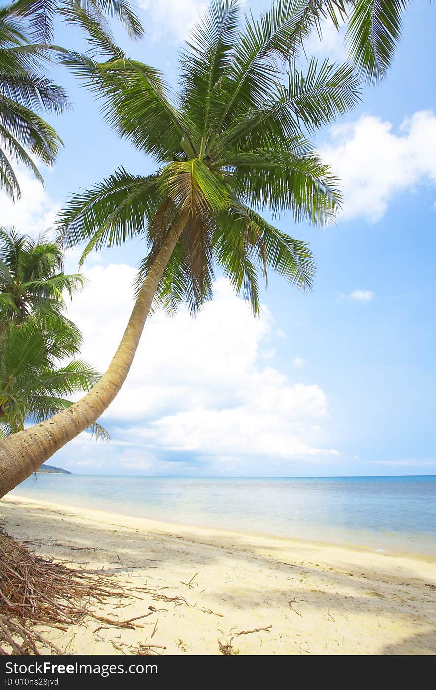 View of nice tropical empty sandy beach with some palm. View of nice tropical empty sandy beach with some palm