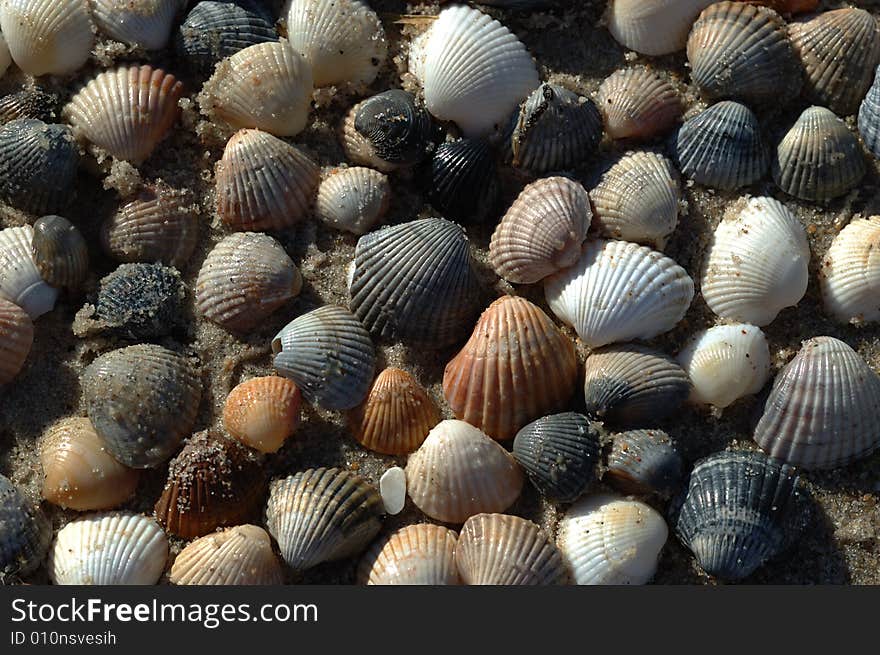 Wet shells on the sand (background)