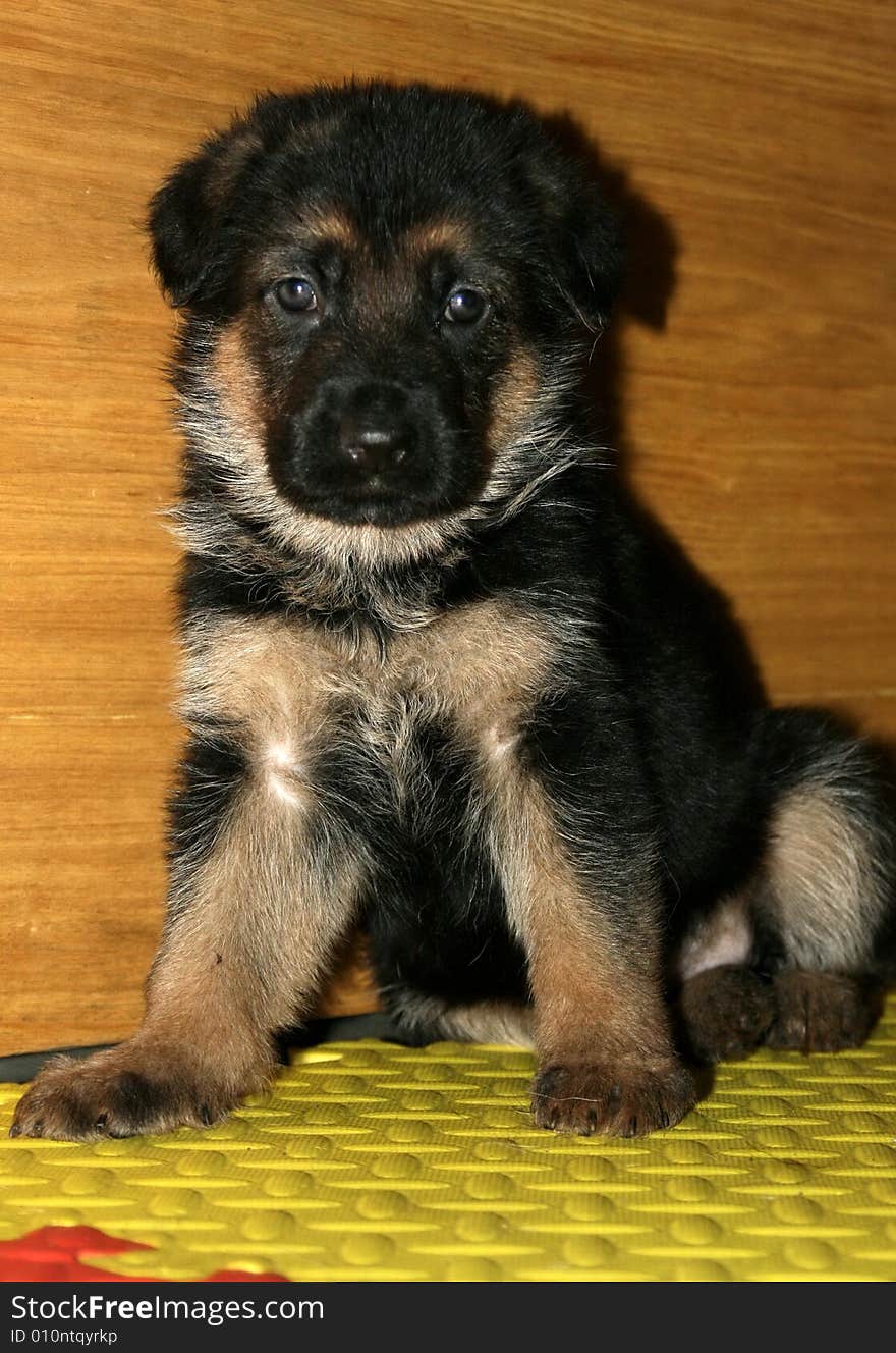 A German shepherd dog ,it is 1-month-old. A German shepherd dog ,it is 1-month-old