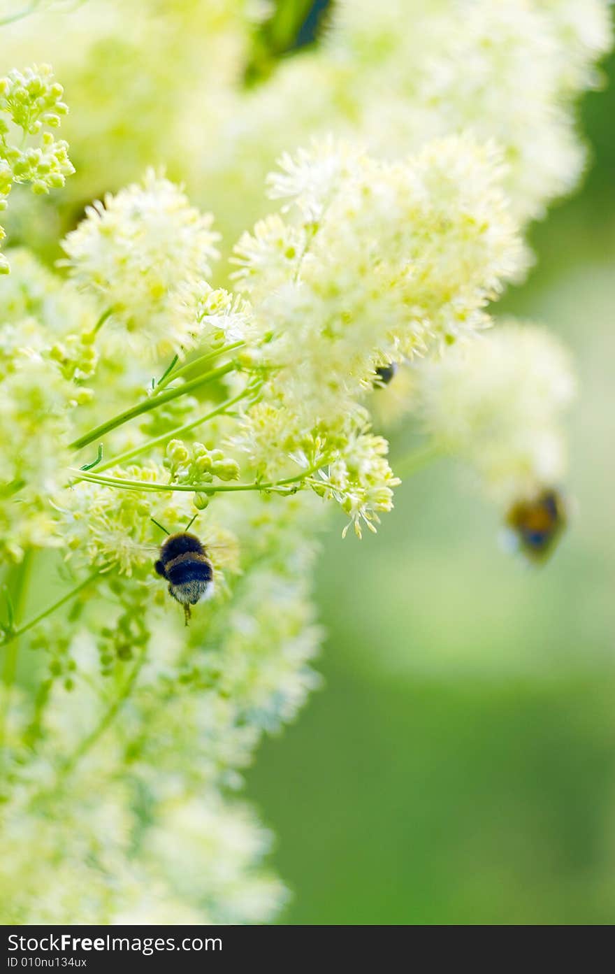 Bumblebees On A Yellow Flowers