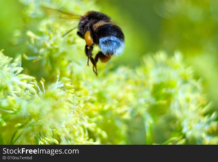 Bumblebee on a beautiful yellow flower. Bumblebee on a beautiful yellow flower