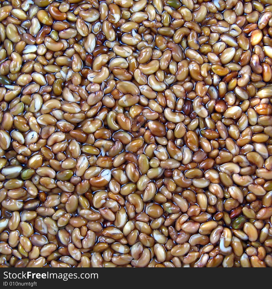 Extreme close-up of alfalfa seeds soaked in water. Extreme close-up of alfalfa seeds soaked in water