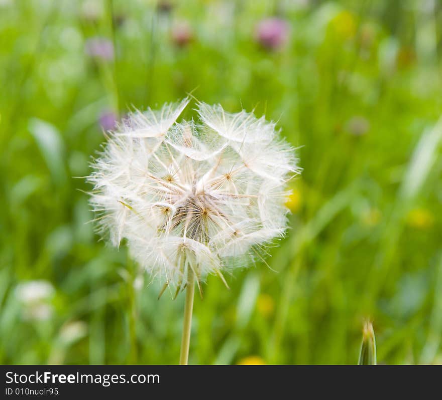 Mountain Dandelion