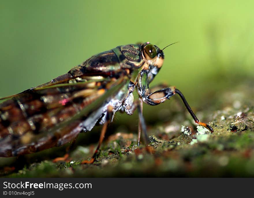 Cicada