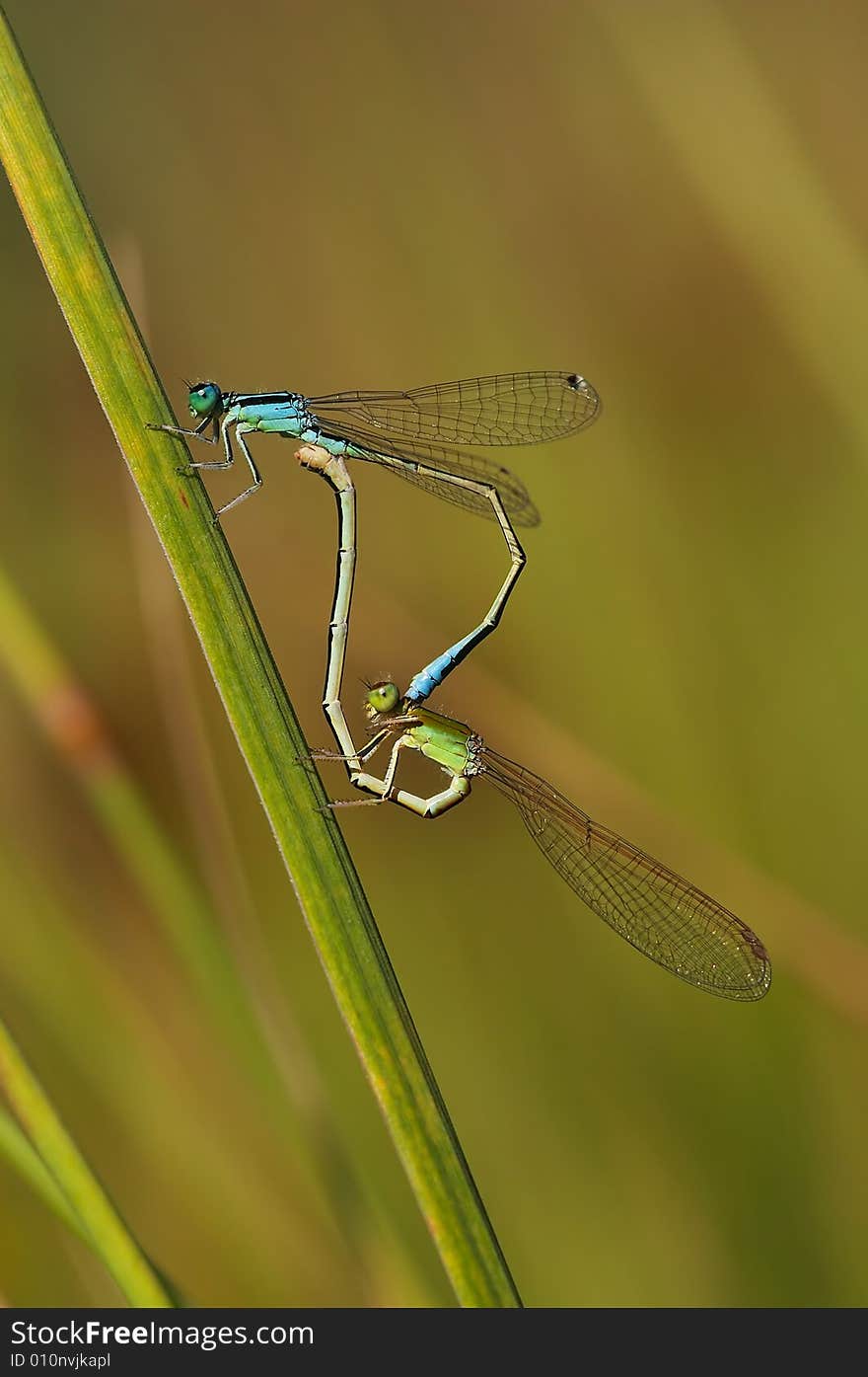 Copulation of two beutiful dragonfly