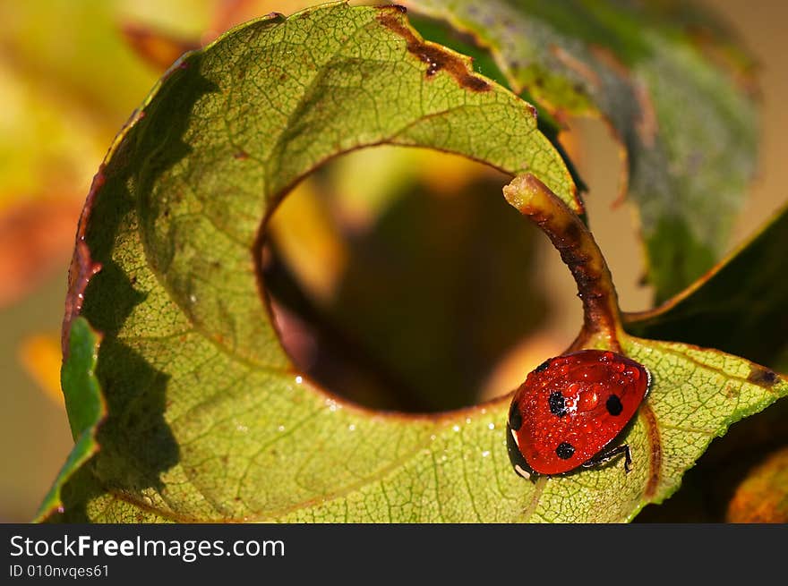 Ladybug on the green leaf