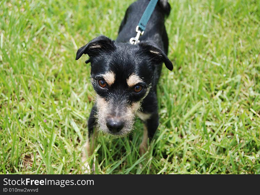 A small mixed-breed dog (mutt) close-up in the grass. Focus is on dog's face. A small mixed-breed dog (mutt) close-up in the grass. Focus is on dog's face