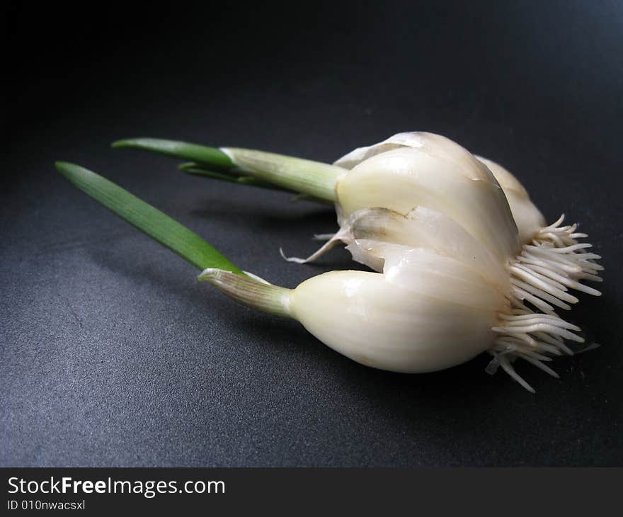 Garlic sprout