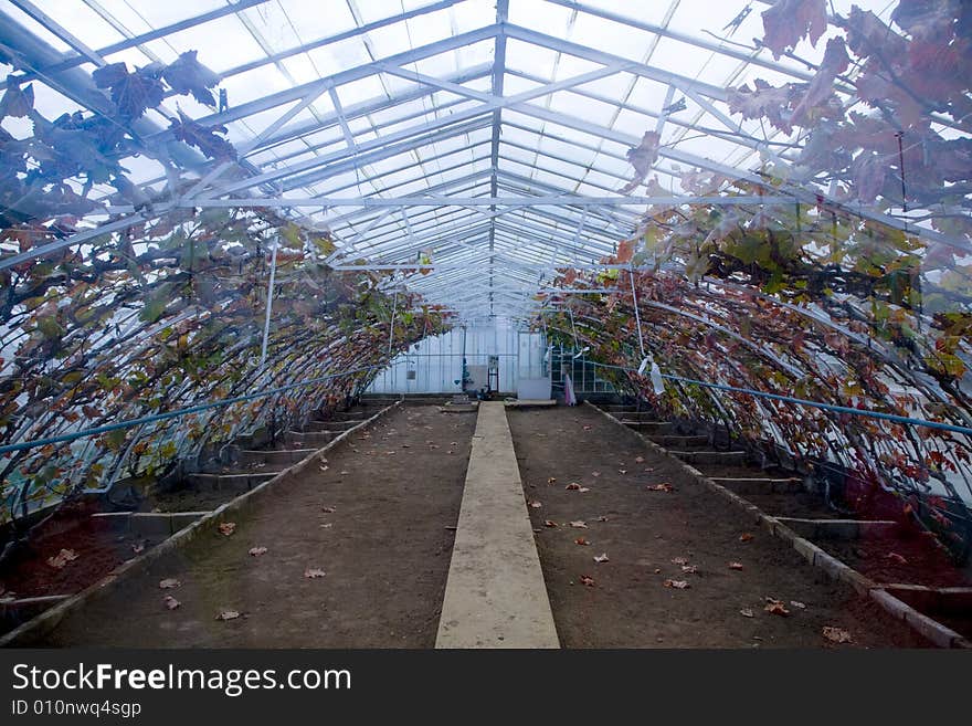 A big glasshouses with leaves inside