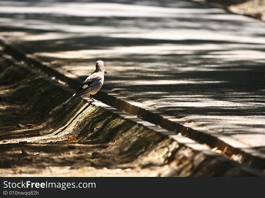 Little bird at the roadside. Little bird at the roadside