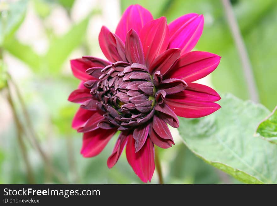 A Red Flower