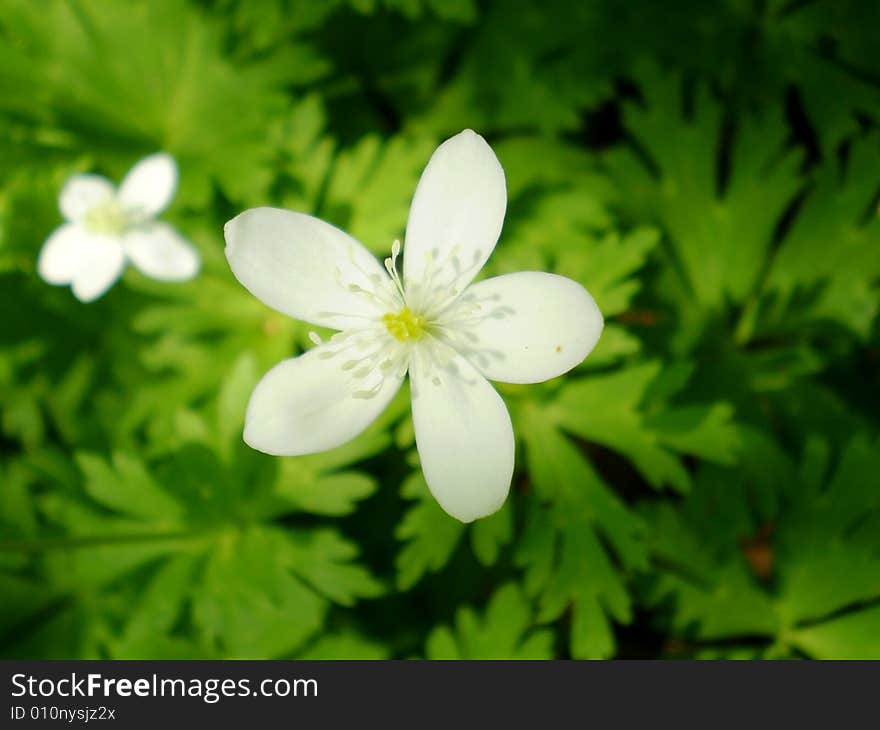 Hiking in the woods, surrounded by lush flora in all shades of green a bright white flower stands out like sore thumb!. Hiking in the woods, surrounded by lush flora in all shades of green a bright white flower stands out like sore thumb!