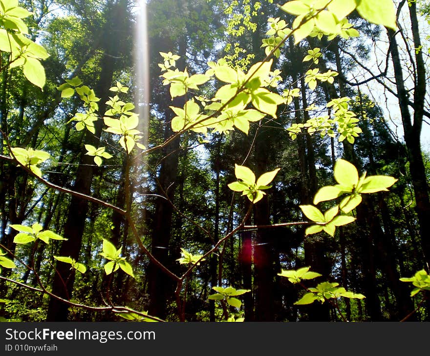 Bursting through the green canopy of leaves from above. A stream of light brightens up the dark forest.