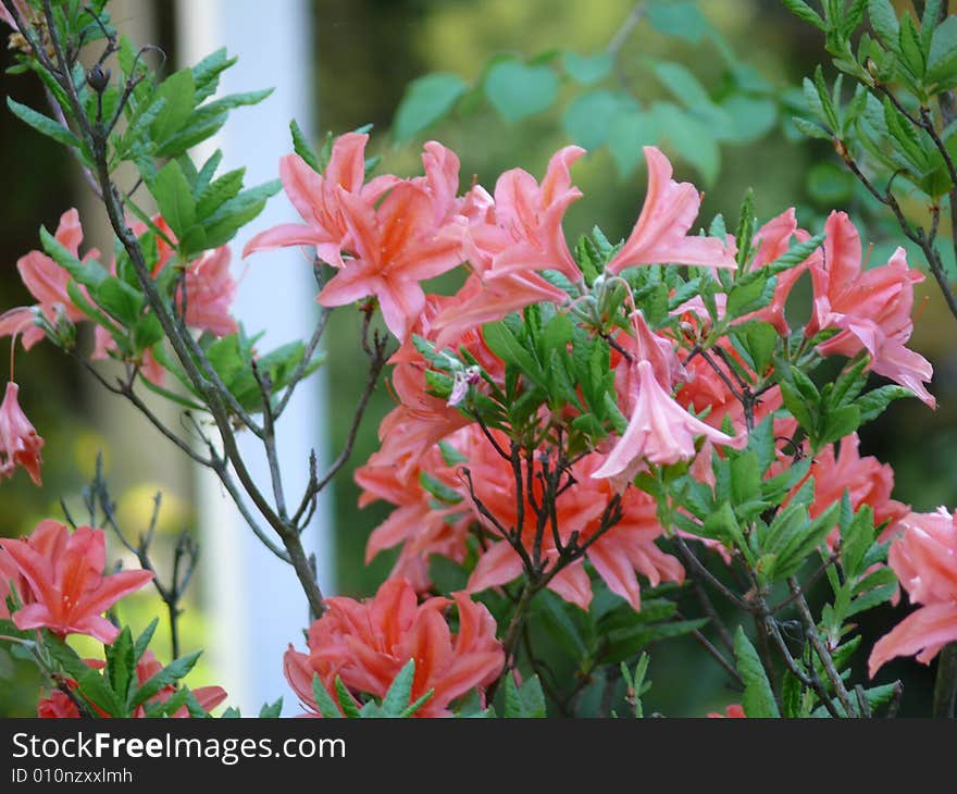 Brush, shrub, flowers, florescence, flowering, bloom, blossom, nature, flora, botany, biology, branch, twig, leafs, blades, nearly, spring, summer, outside, outdoors, contrast, pink, orange, green, gray