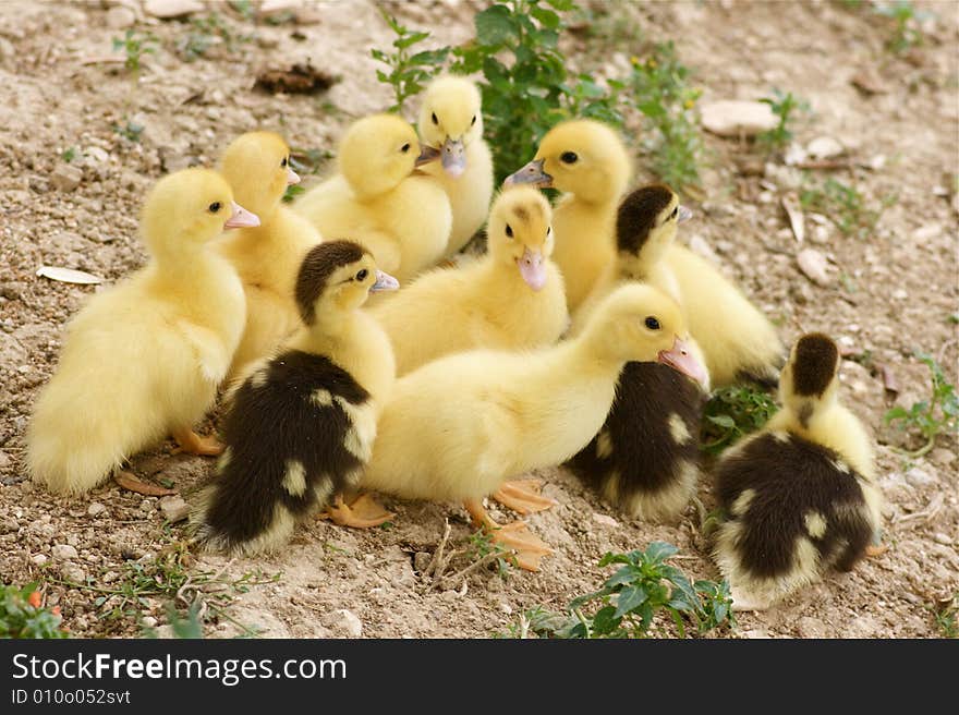 Family of baby ducks in the farm