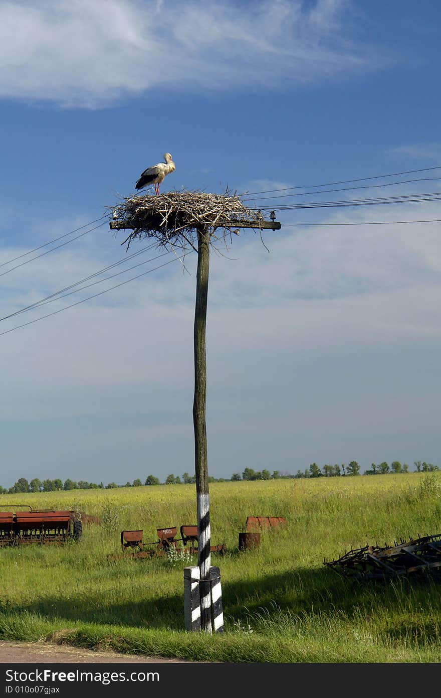 Stork