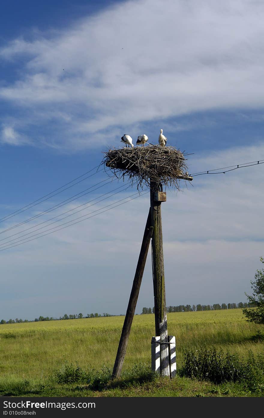 Stork