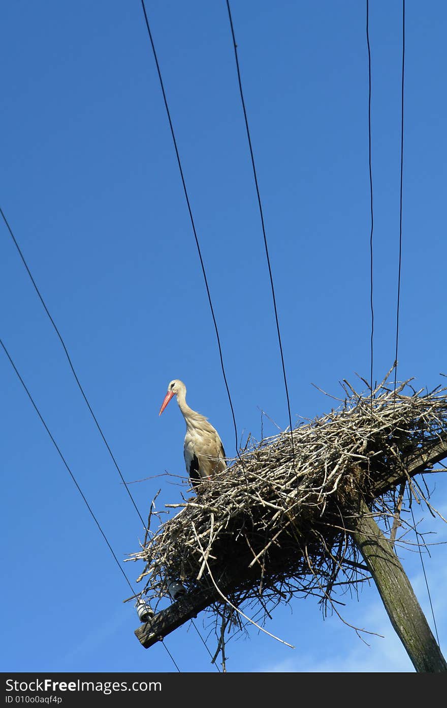 Stork