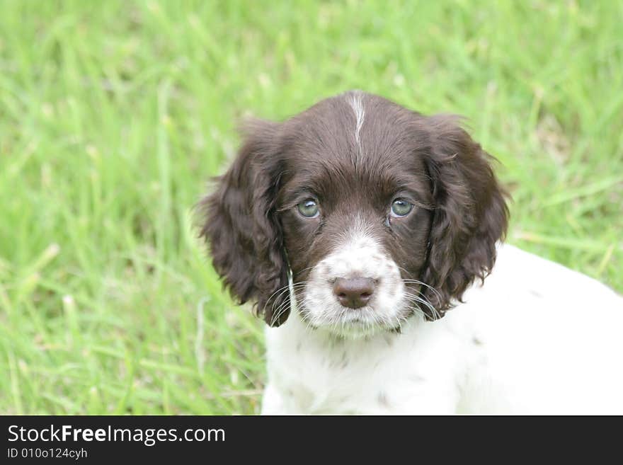 A cute cocker spaniel puppy gazing into the picture. A cute cocker spaniel puppy gazing into the picture