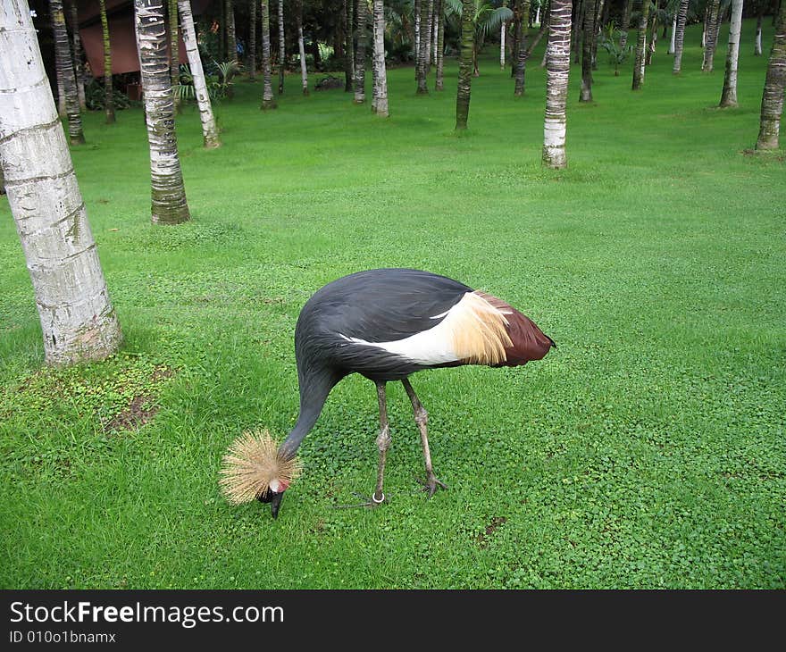 Exotic bird looking for worms in palm forest somewhere on Tenerife.