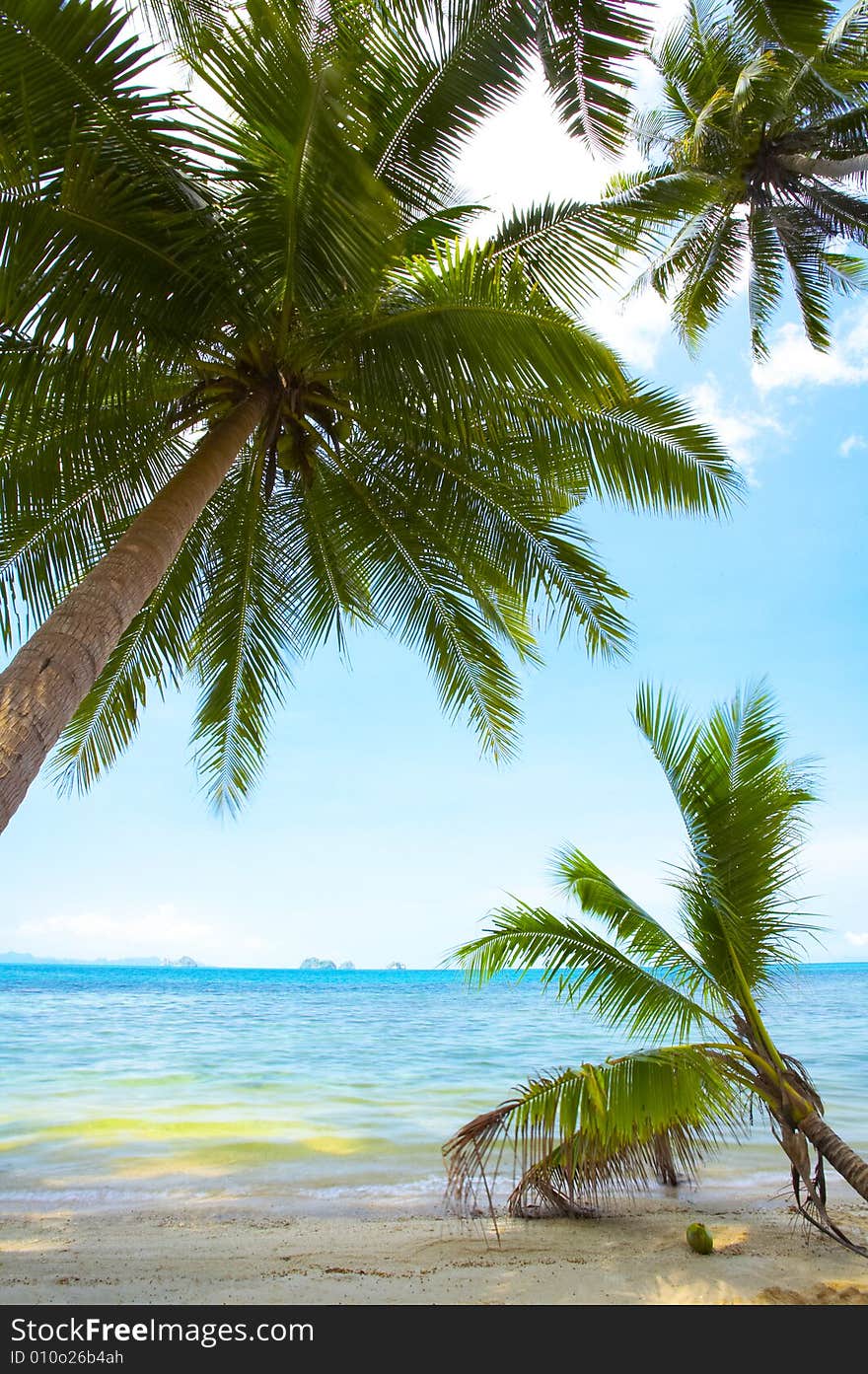 View of nice tropical empty sandy beach with some palm. View of nice tropical empty sandy beach with some palm