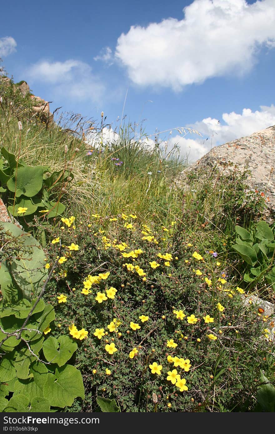 Declivity of the mountain with flower. Declivity of the mountain with flower