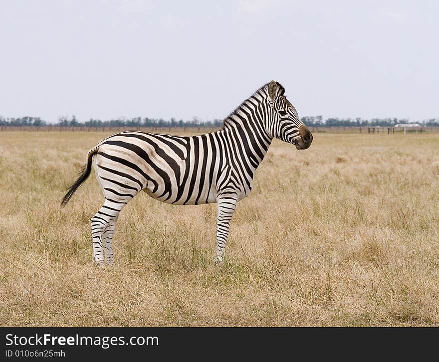 Striped zebra in yellow steppe in the zoo. Striped zebra in yellow steppe in the zoo