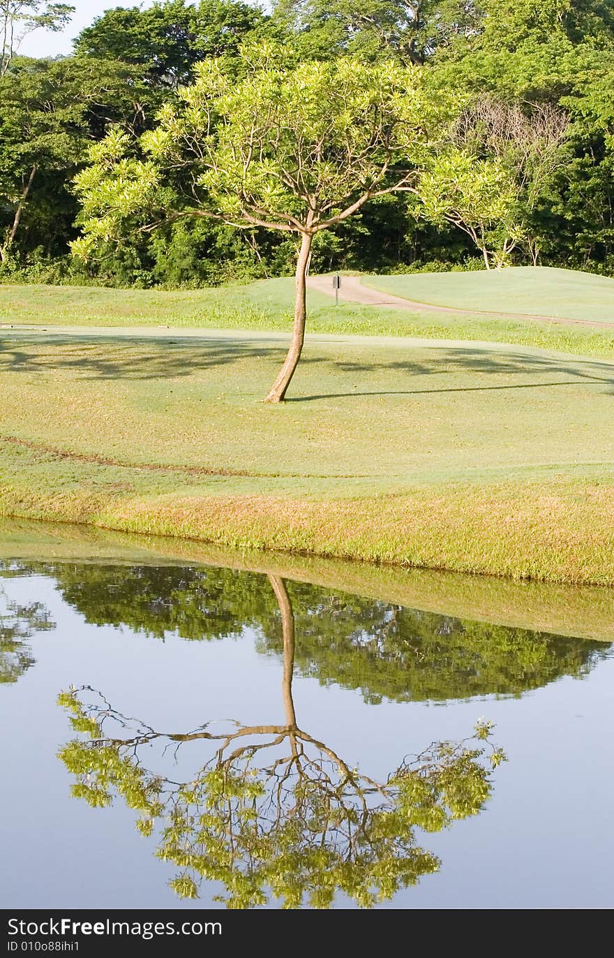 A lone tree on a golf course by a lake reflected in water. A lone tree on a golf course by a lake reflected in water