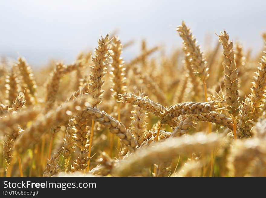 Wheat Field