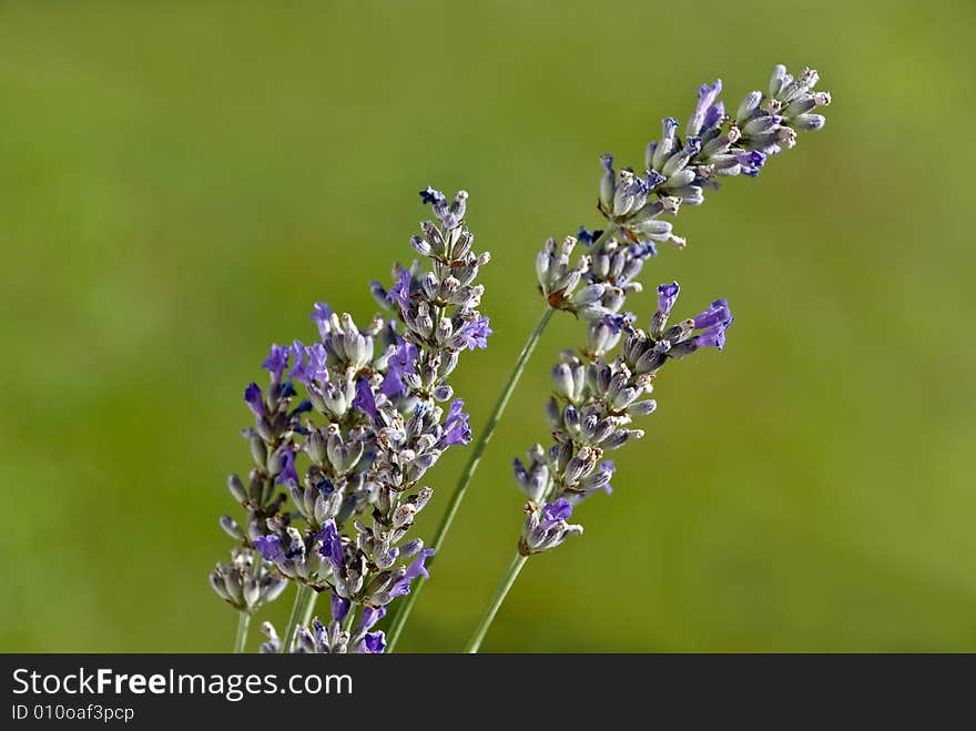 Lavander branch on the meadow