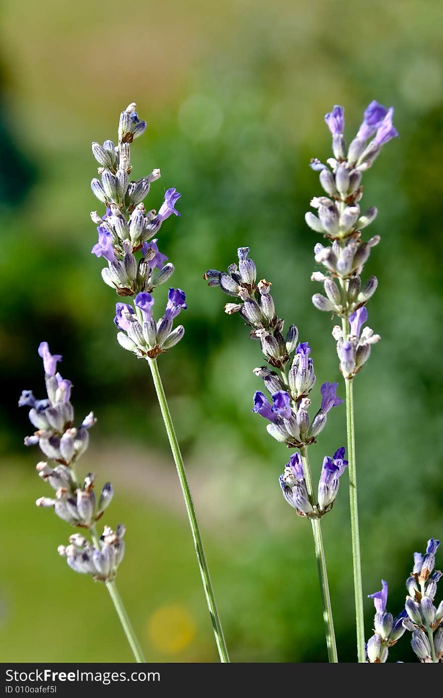 Lavander branch on the meadow