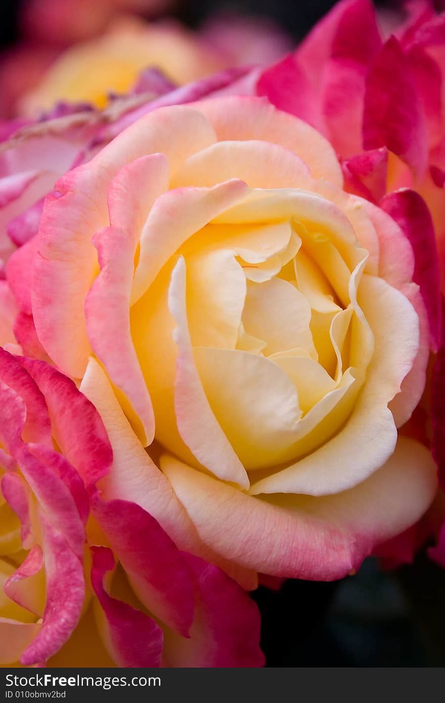 Close-up of a curled pink rose. Selective focus on foreground.