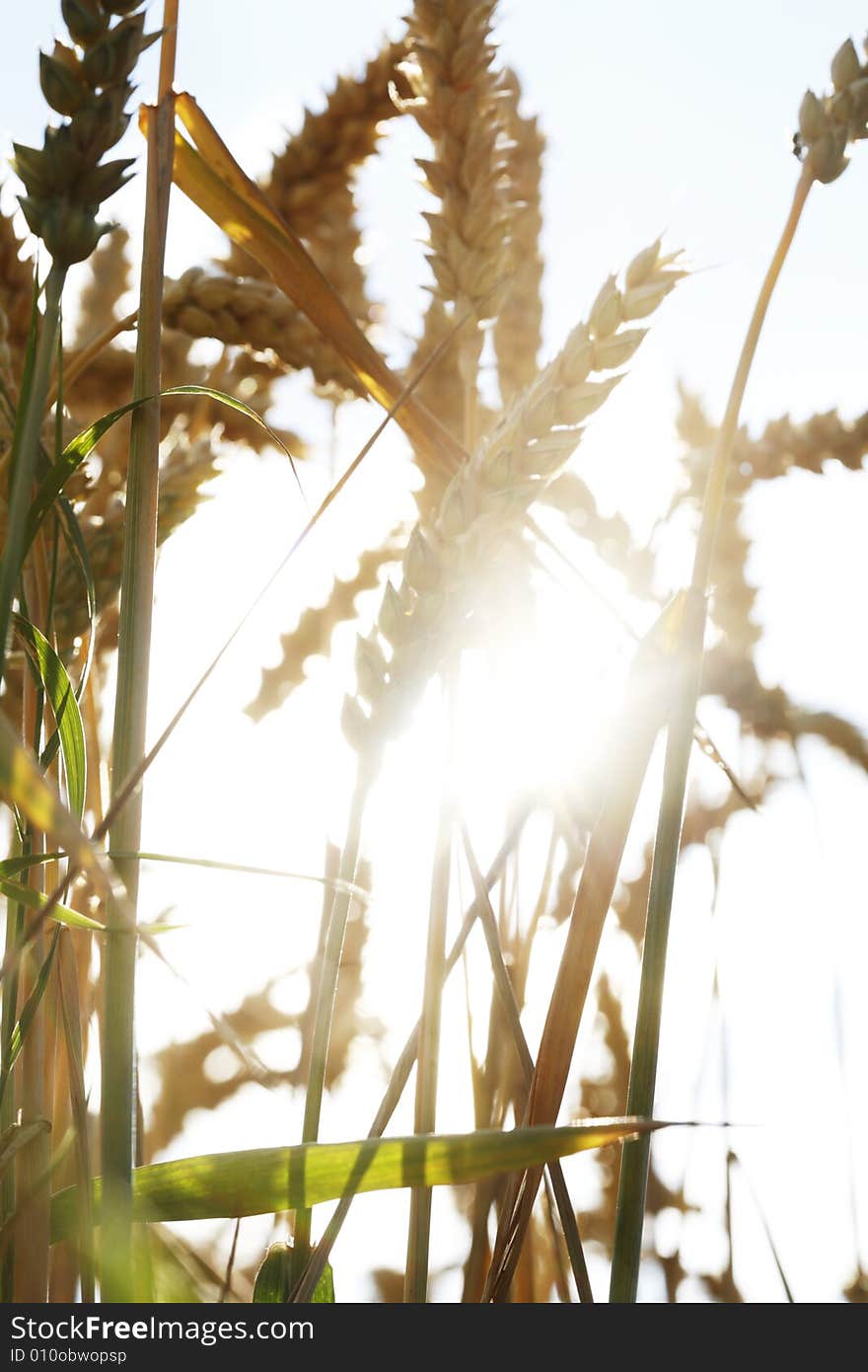 Wheat field