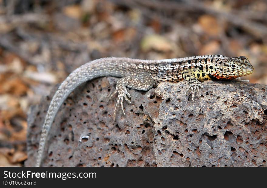 Juvenile Land Iguana (Conolophus Subcristatus)