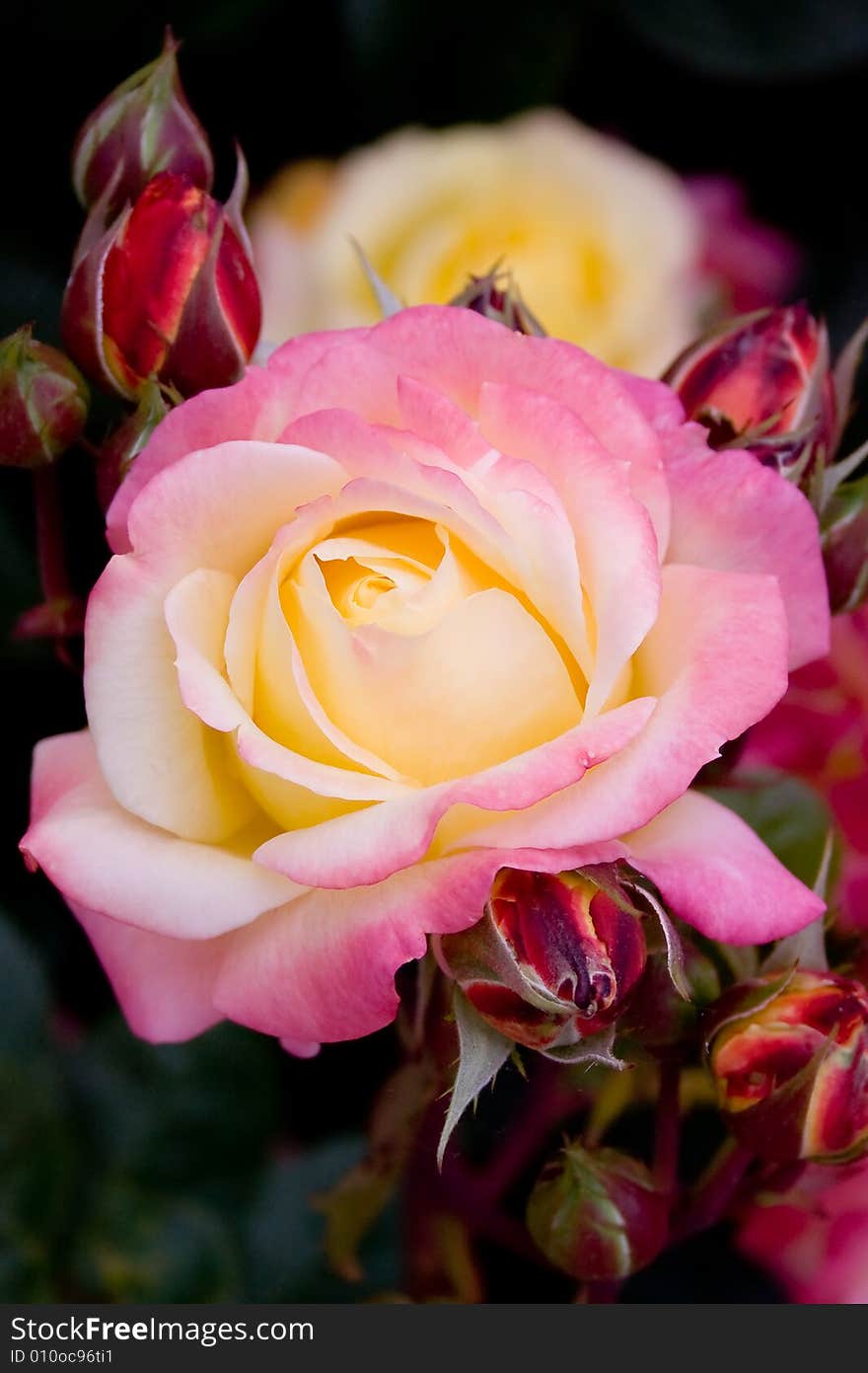 Close-up of a curled pink rose. Selective focus on foreground.