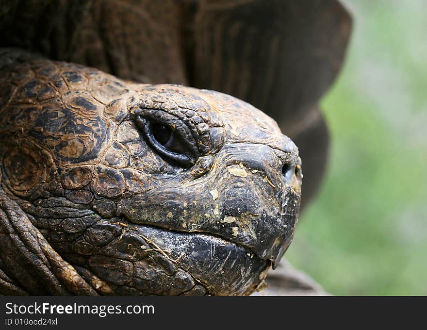 Giant Galapagos Tortoise Face