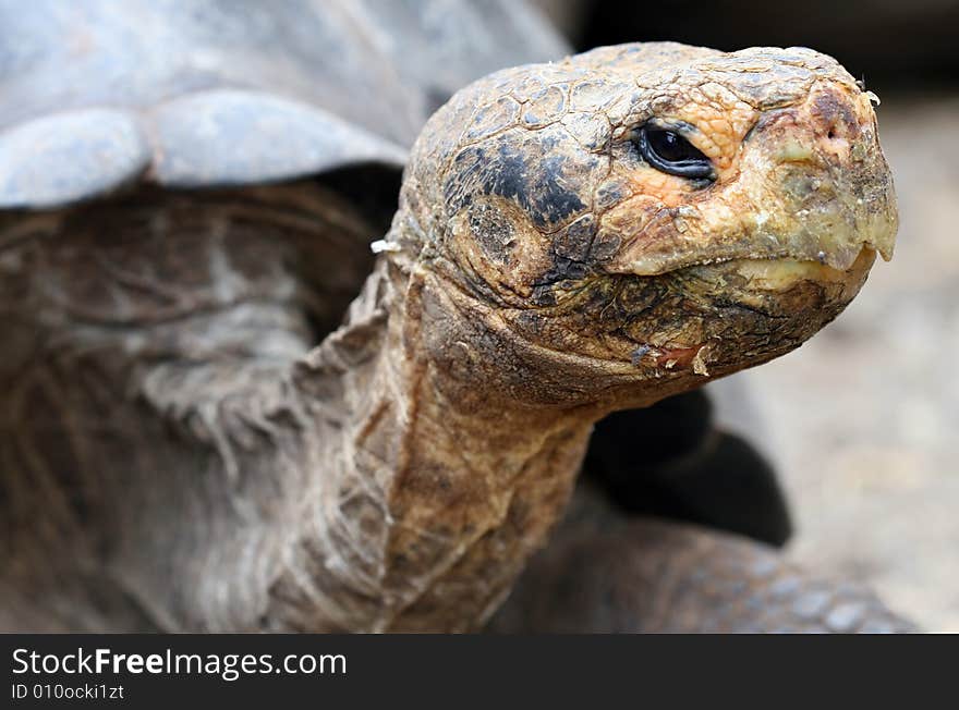 Close up Giant Galapagos Tortoise - Head Shot; on Santa Cruz Island