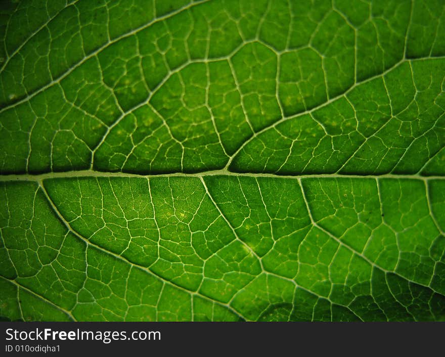 Green leaf macro photo in the sun beams. Green leaf macro photo in the sun beams