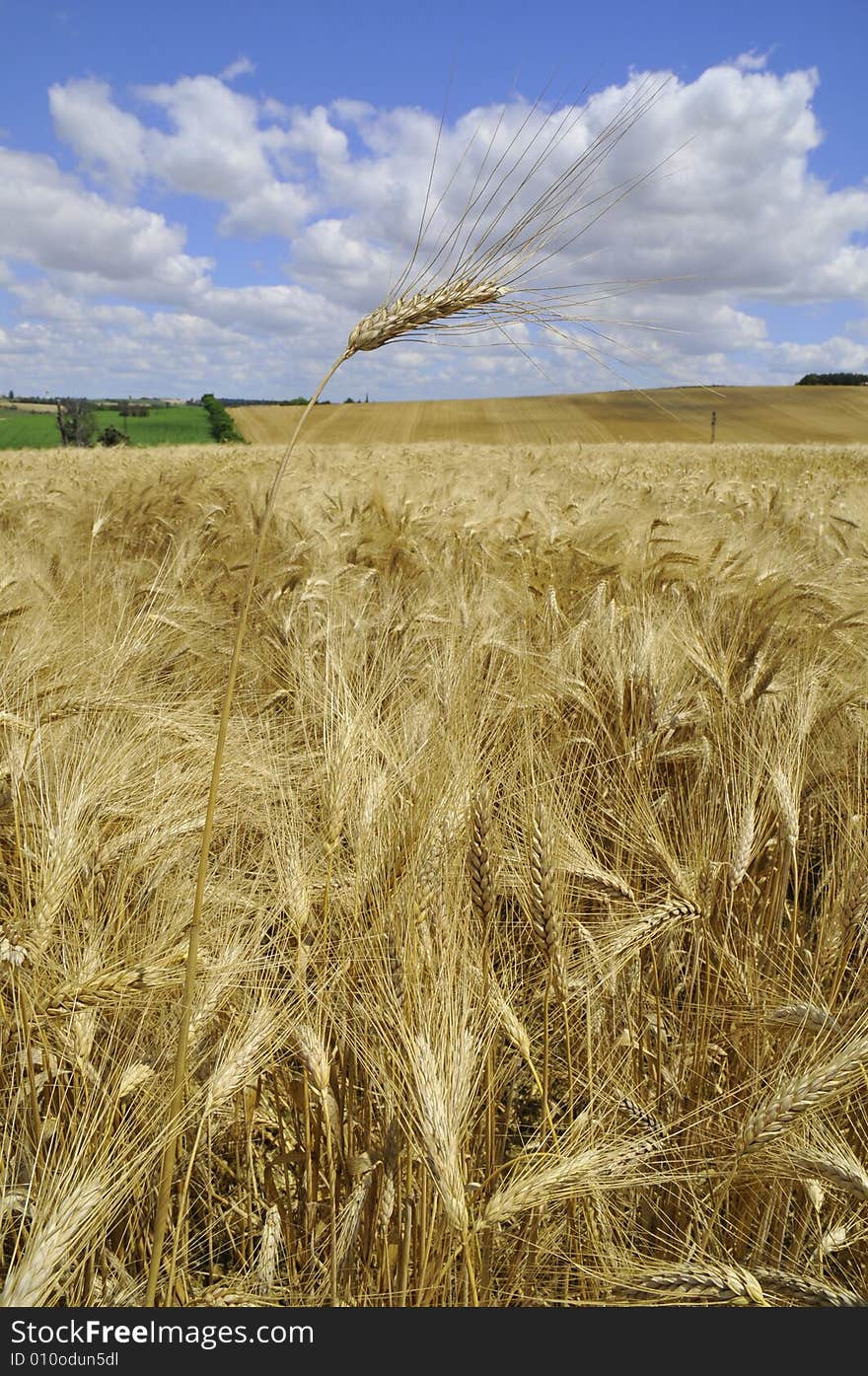 Before harvest