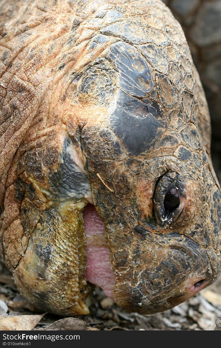 Close up Giant Galapagos Tortoise Eating; on Santa Cruz Island, Ecuador