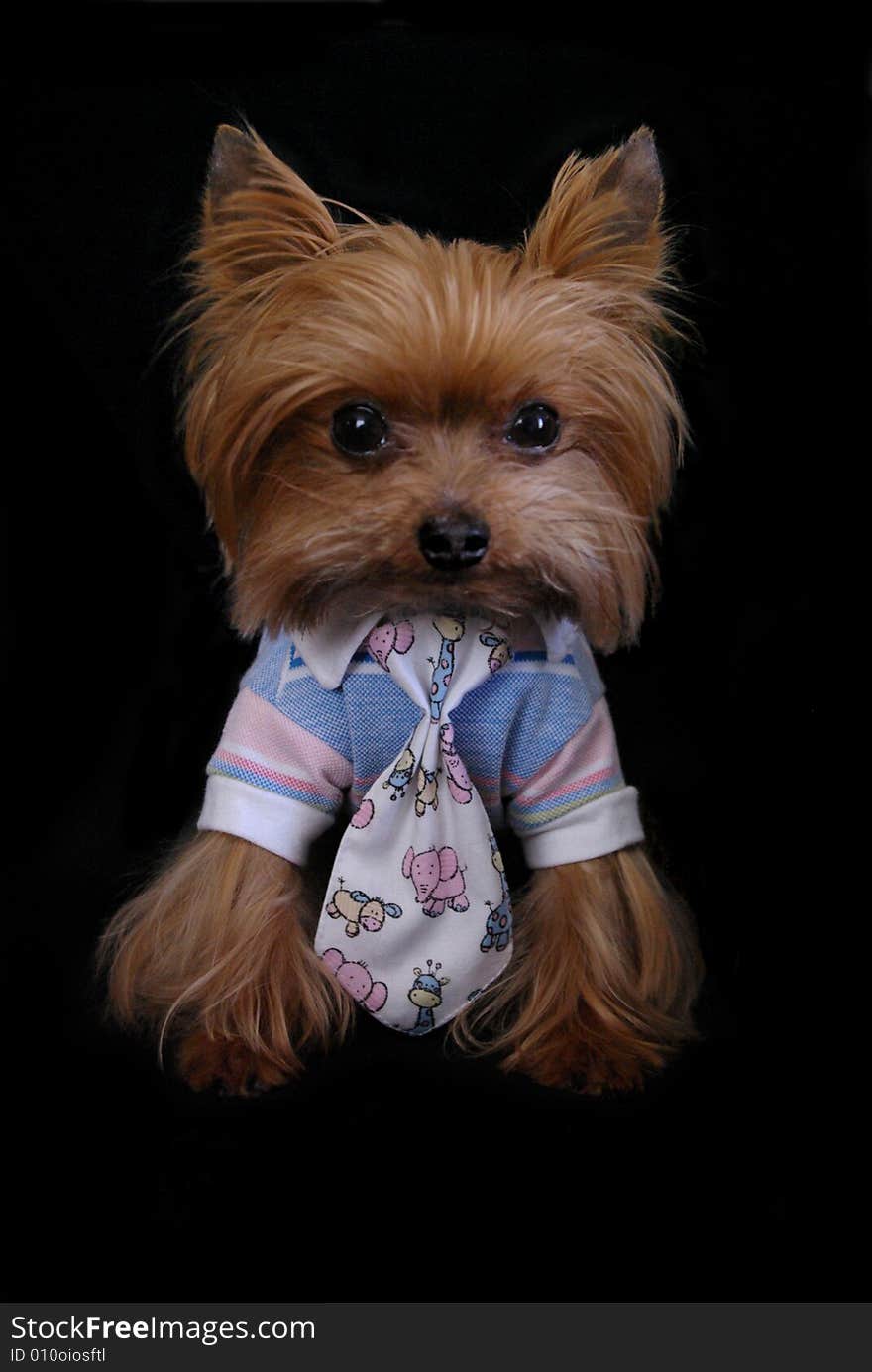 Yorkshire-Terrier well dressed