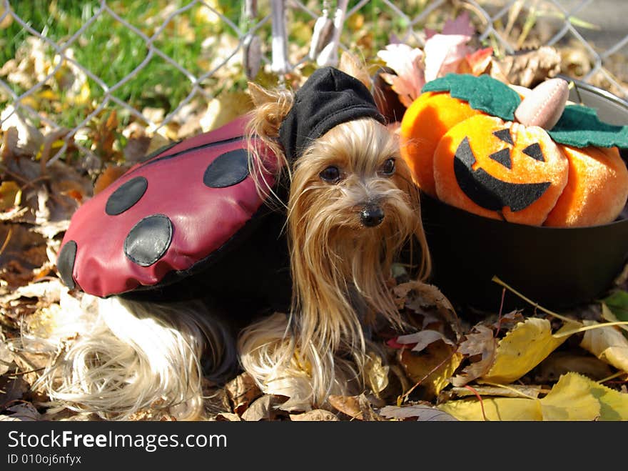 Yorkshire-Terrier With Costume