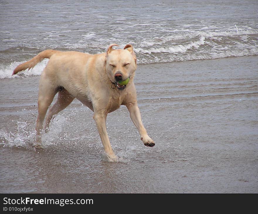 Labrador Dog Having Fun