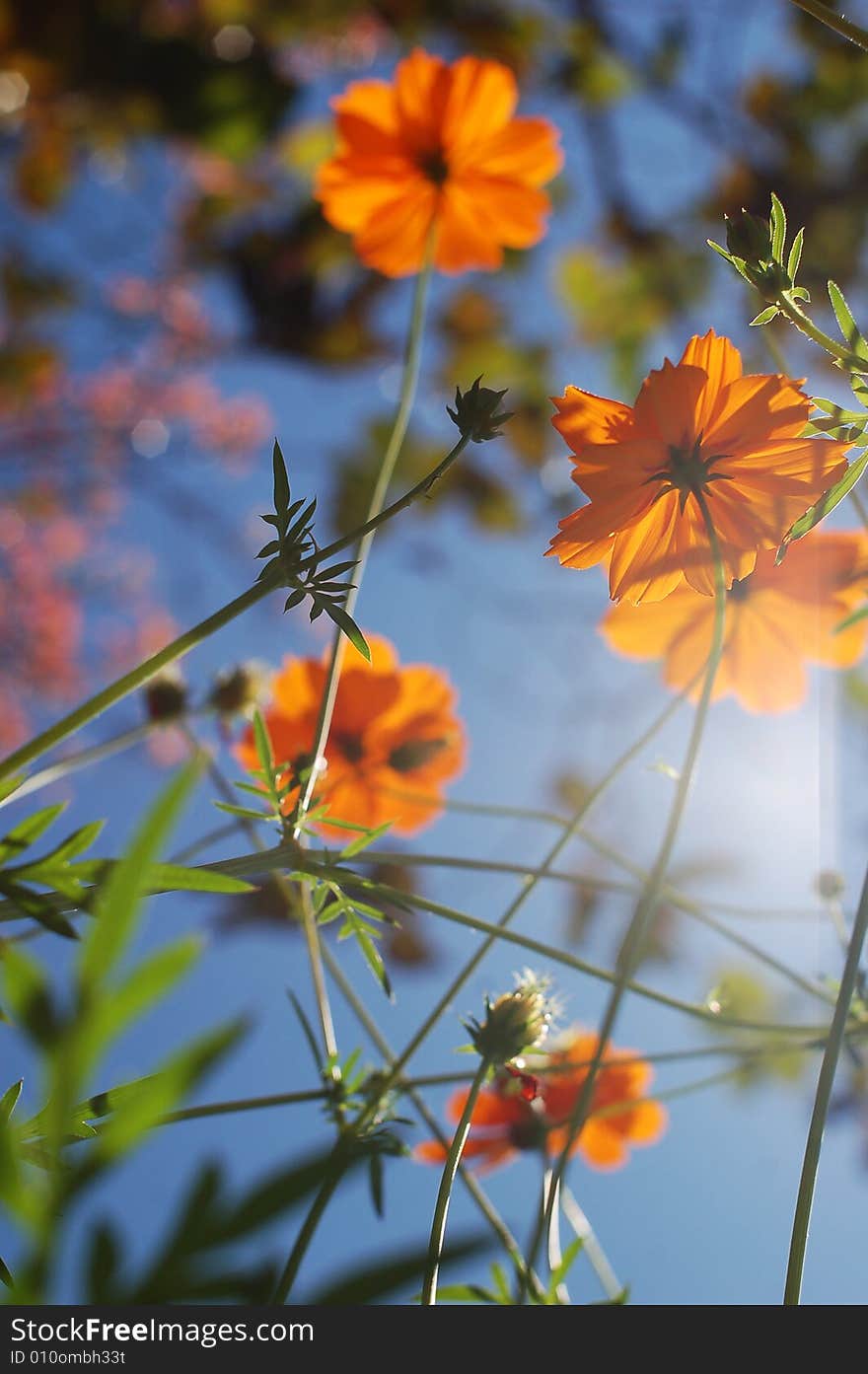 Zinnia and blue sky