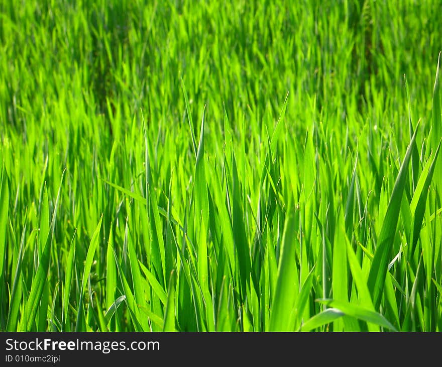 A brigh green grass background texture